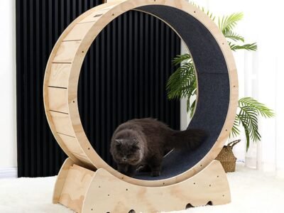 cat in a cat wheel