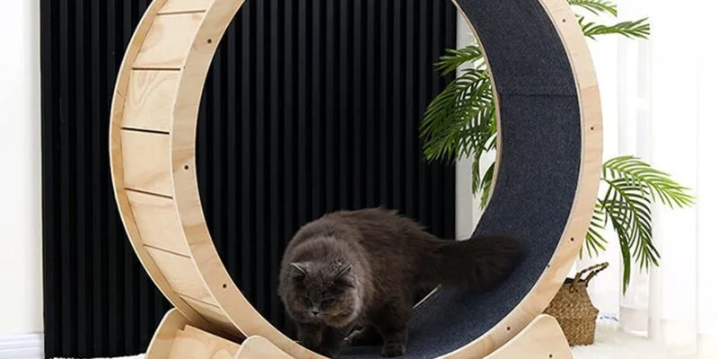 cat in a cat wheel