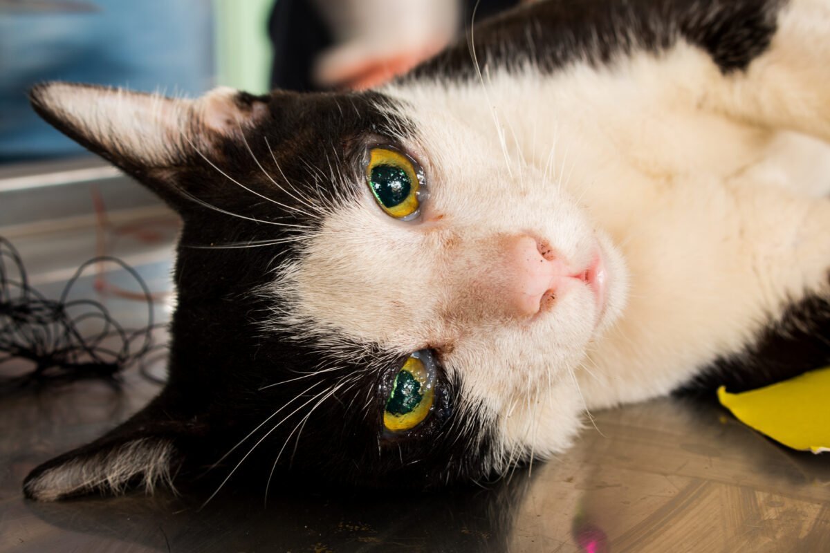 Cat Neutering What You Need To Now About The Procedure