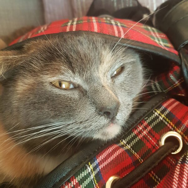 Grey Cat in Bag