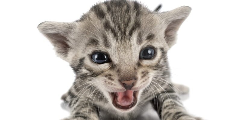 bengal kitten in studio meowing