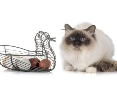 birman cat in front of white background with eggs