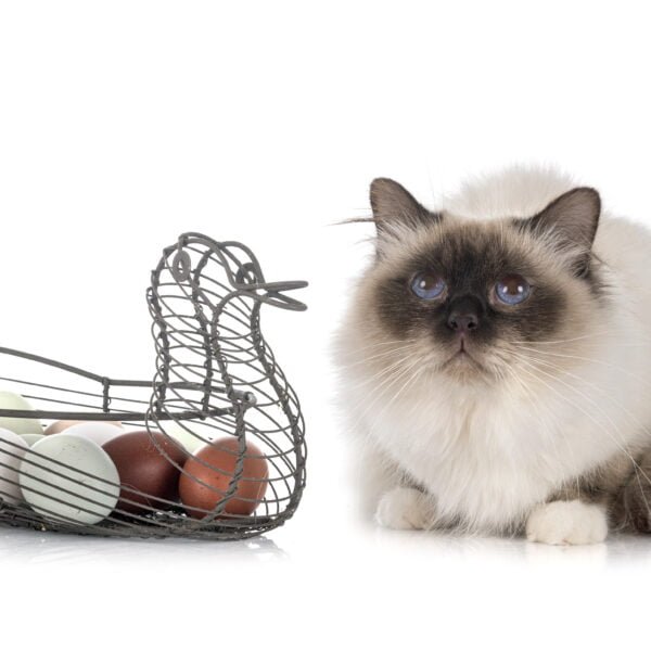 birman cat in front of white background with eggs