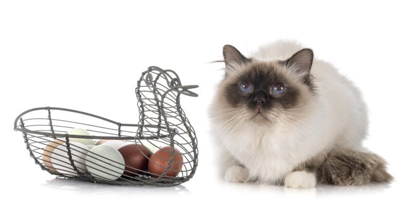 birman cat in front of white background with eggs