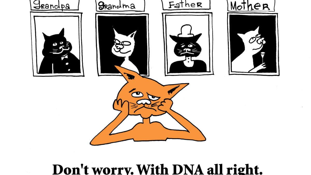 comedy cat dna test