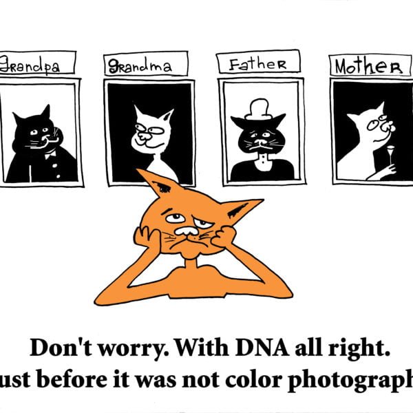 comedy cat dna test