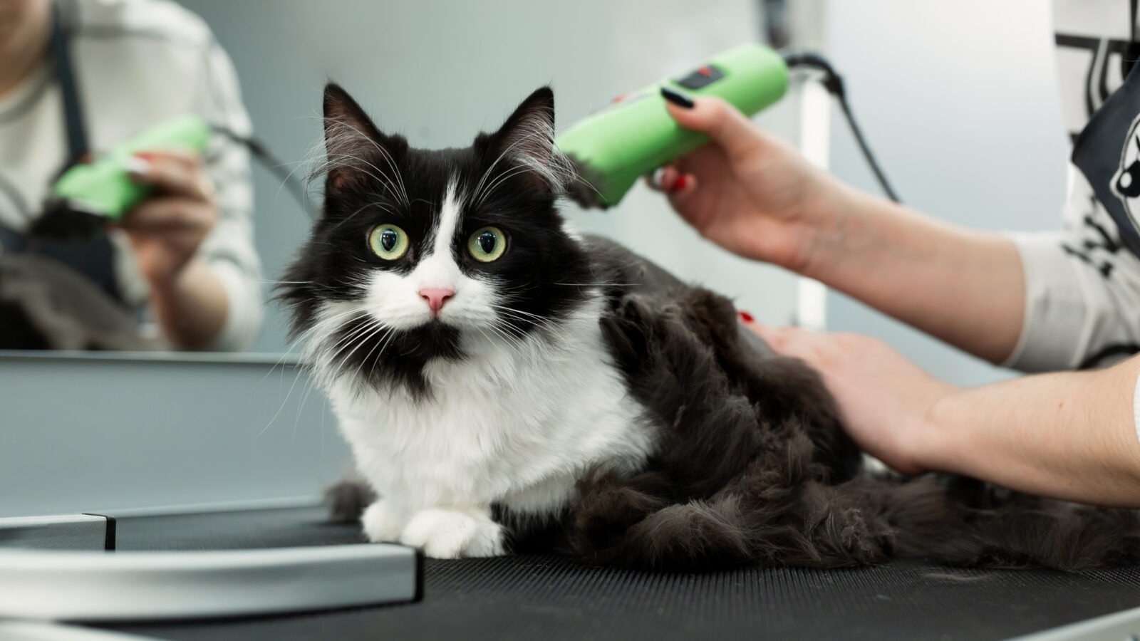 Cat grooming in pet beauty salon. Grooming master cuts and shaves a cat, cares for a cat. The vet uses an electric shaving machine for the cat. The cat's muzzle looks at the camera in close-up