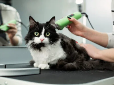 Cat grooming in pet beauty salon. Grooming master cuts and shaves a cat, cares for a cat. The vet uses an electric shaving machine for the cat. The cat's muzzle looks at the camera in close-up