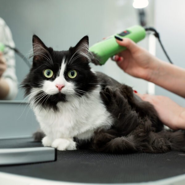Cat grooming in pet beauty salon. Grooming master cuts and shaves a cat, cares for a cat. The vet uses an electric shaving machine for the cat. The cat's muzzle looks at the camera in close-up