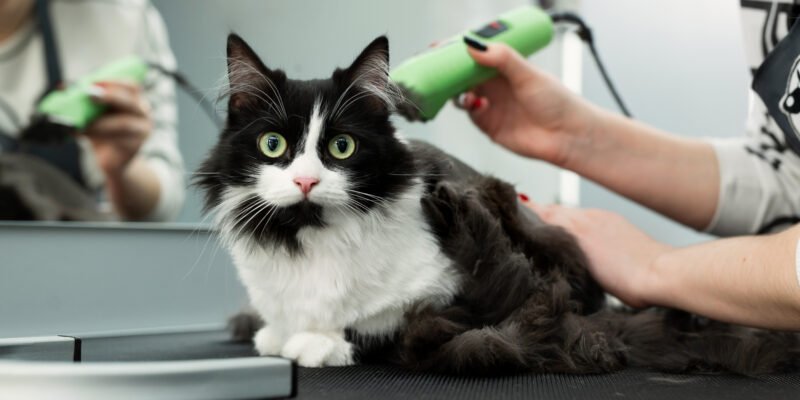 Cat grooming in pet beauty salon. Grooming master cuts and shaves a cat, cares for a cat. The vet uses an electric shaving machine for the cat. The cat's muzzle looks at the camera in close-up