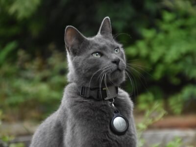 cat gps tracker